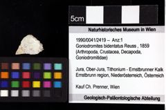 Foto (Objket + Etiketten) von Goniodromites bidentatus (Reuss, 1859) 